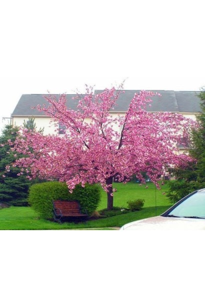 Сакура дрібнопильчаста Роял Бургунді на штамбі 